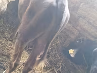 Toro, Aberdeen-Angus — foto 2