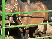 فرس, Kazakh horse — الصورة 1
