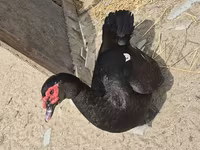 ईस्ट इंडी — फ़ोटो 3