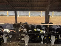 Cow, Cattle — photo 1