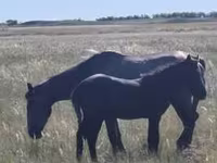 Caballo, Horse breed — foto 4