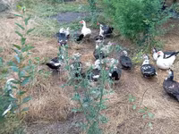 Ducks — 1-сурет