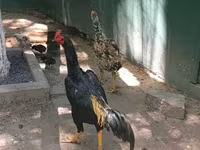 मलय गेम — फ़ोटो 2