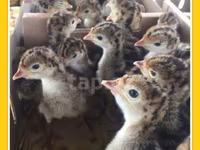 Turkeys — Foto 4