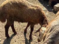 Qoʻchqor, Qoʻylar — 2-rasm