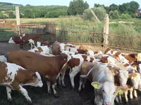 Бұқа, Simmental cattle — 1-сурет