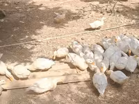 Deutscher Pekin — Foto 3