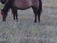 Madyan, Mugalzhar horse — foto 6