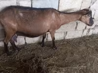母山羊, Alpine goat — 照片 5
