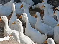 Ducks — Foto 1