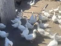 अमेरिकन पेकिन — फ़ोटो 3
