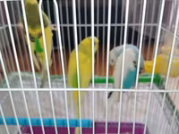 Məhsul: Dalmatian və Avstraliya cinsli dalğalı papuqaylar (budgerigar) — фото 4