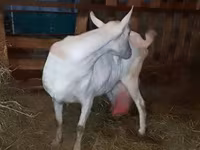 Cabra, Saanen goat — foto 7