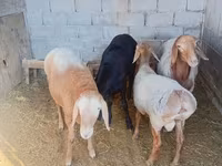 Keçilər (partiya, cinsi göstərilməyib), Keçilər — foto 2