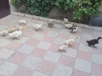 Ducks — 5-rasm