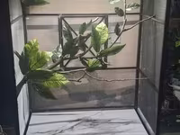 Teraryum qus qefesi. Eni 60sm - Uzunlug 1m - Hindurluk 1.20 m. altinda — Foto 3