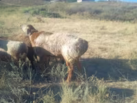 Widder, Arashan sheep — Foto 4
