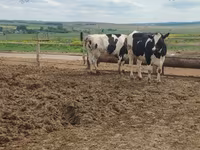 İnək, Russian Black pied cattle — foto 4