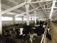 Kuh, Yaroslavl cattle — Foto 6