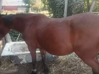 Madyan, Atlar — foto 1