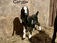 Keçi, Kamori goats — foto 2