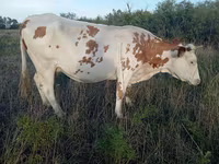 بقرة, Simmental cattle — الصورة 1