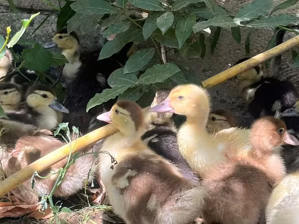 Ducks