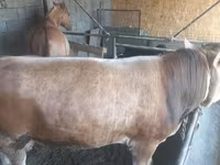 ثور, Swiss cattle — الصورة 4