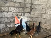 Chickens — फ़ोटो 1