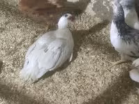 Ducks — 3-сурет