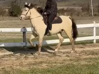 At, Rocky Mountain Horse — foto 4