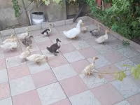 Ducks — 1-rasm
