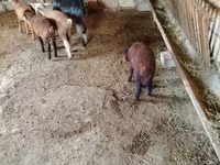 Cabra, Cabras — foto 4