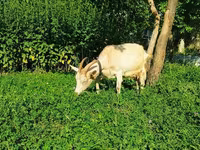 Echki, Saanen goat — 7-rasm