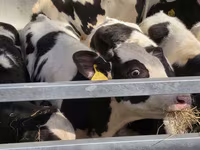 Bulle, Russian Black pied cattle — Foto 4