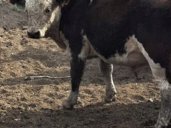 Bull, Kazakh White-headed cow