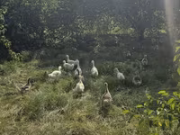 Geese — الصورة 4
