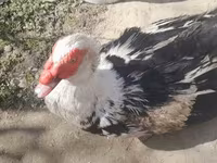 Ducks — الصورة 2