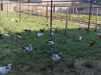 Chickens — 2-сурет