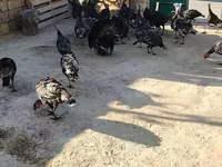 برونز — الصورة 3