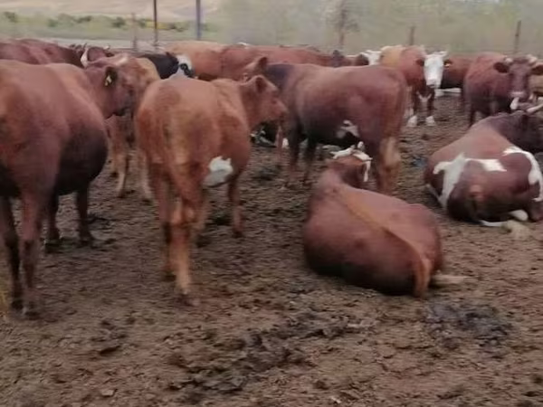 بقرة, البقرة الحمراء السهوبية