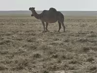 骆驼（批次，未指定性别）, Anafi camel — 照片 1