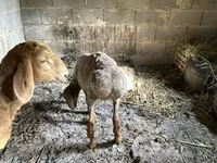 母羊, Katum sheep — 照片 4