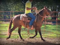 Stute, Standardbred — Foto 3