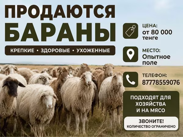 Баран, Вівці