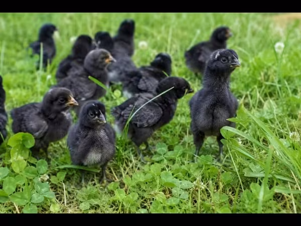 Chickens