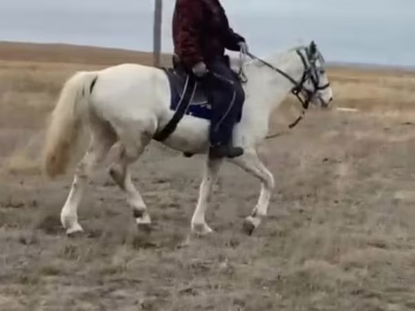 Horse (M), Horses
