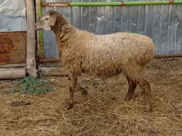 Баран, Hissar sheep