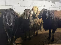 मेढ़ा, Arashan sheep — फ़ोटो 1