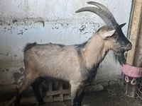 Cabro, Oberhasli goats — foto 2